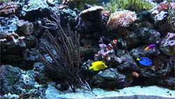 Saltwater Video Aquarium (wide shot)