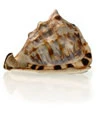 King Helmet Seashell