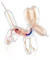 Balloon Dog Anatomy Puzzle