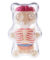 Gummy Bear Anatomy - Mini