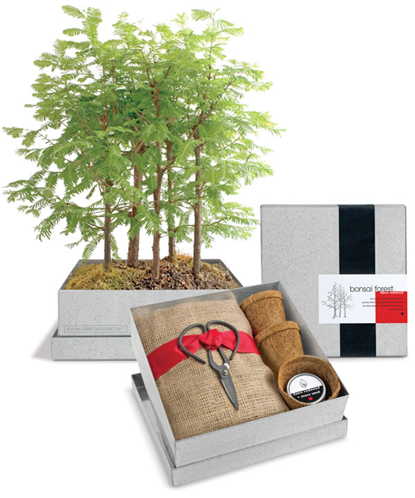 Grow your Own Bonsai Forest Kit Dawn Redwood