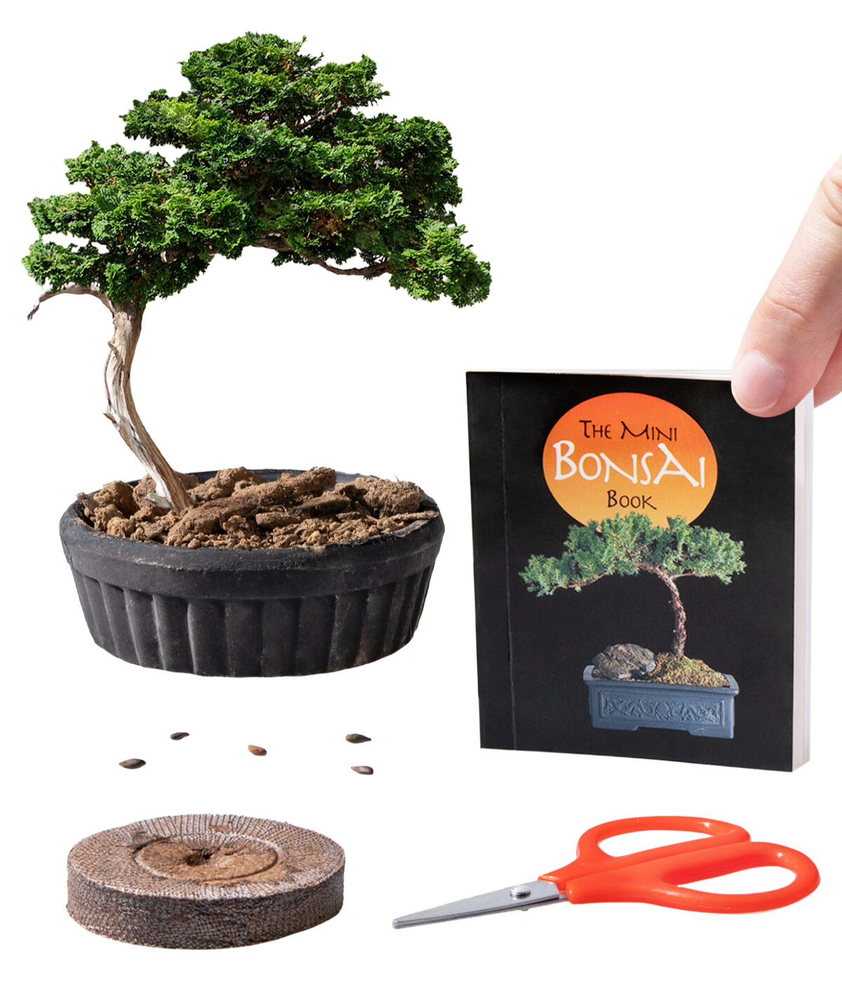 Mini Bonsai Kit The ancient art of taming a tree in a box!