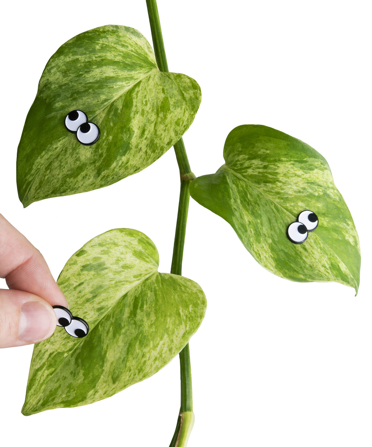 Plant Give your plants some personality.