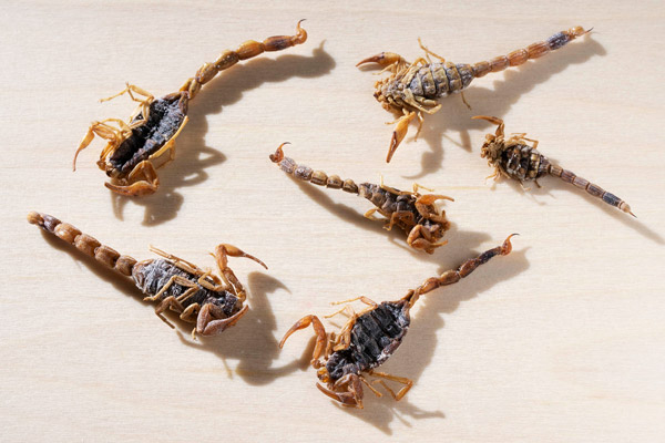 Package of six scorpions