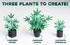 Create three strains of the cannabis plant.