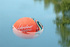 In addition to bouncing five to six feet off the water, the brightly colored Waboba Ball also floats.